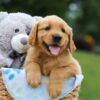 Image of Max, a Golden Retriever puppy