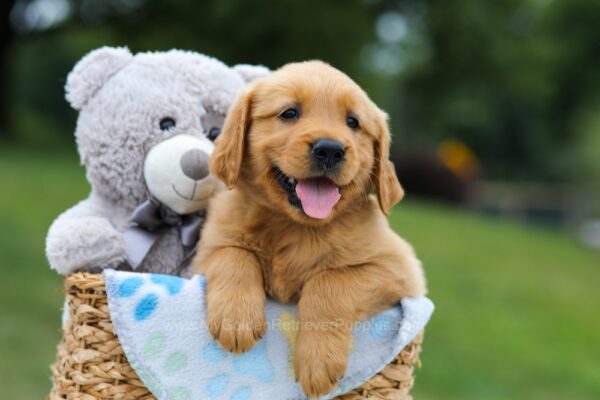 Image of Max, a Golden Retriever puppy