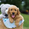 Image of Max, a Golden Retriever puppy
