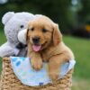 Image of Max, a Golden Retriever puppy