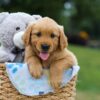Image of Max, a Golden Retriever puppy