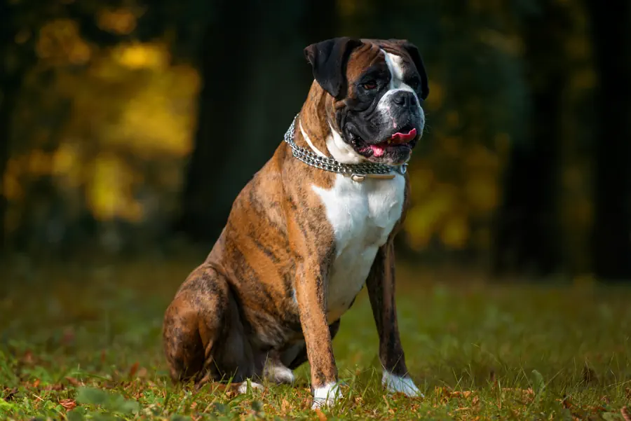 Medium Dog for beginners- Boxer