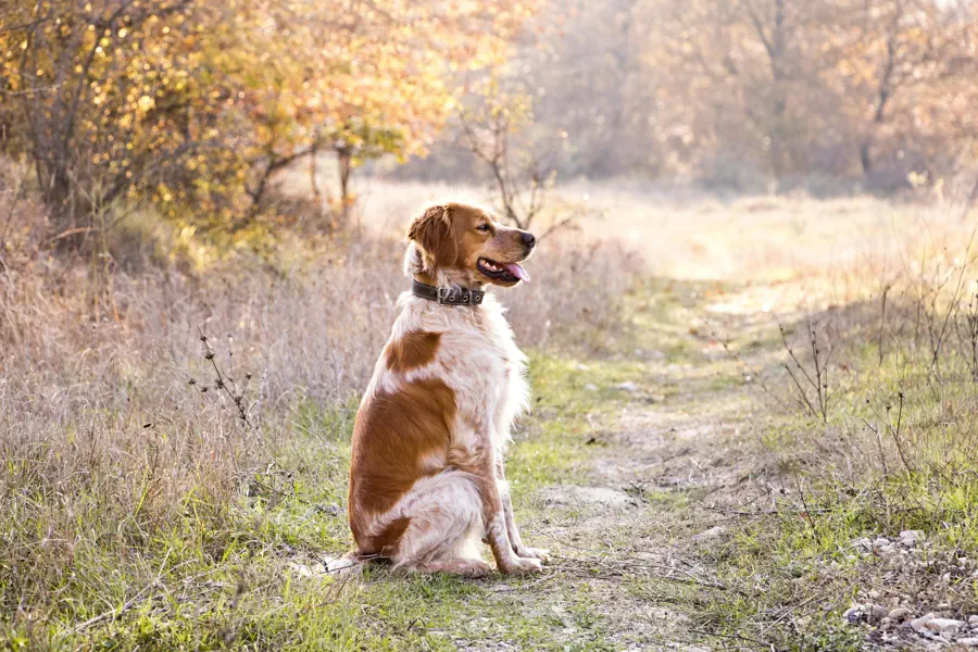 Medium Dog for beginners- Brittany Spaniel
