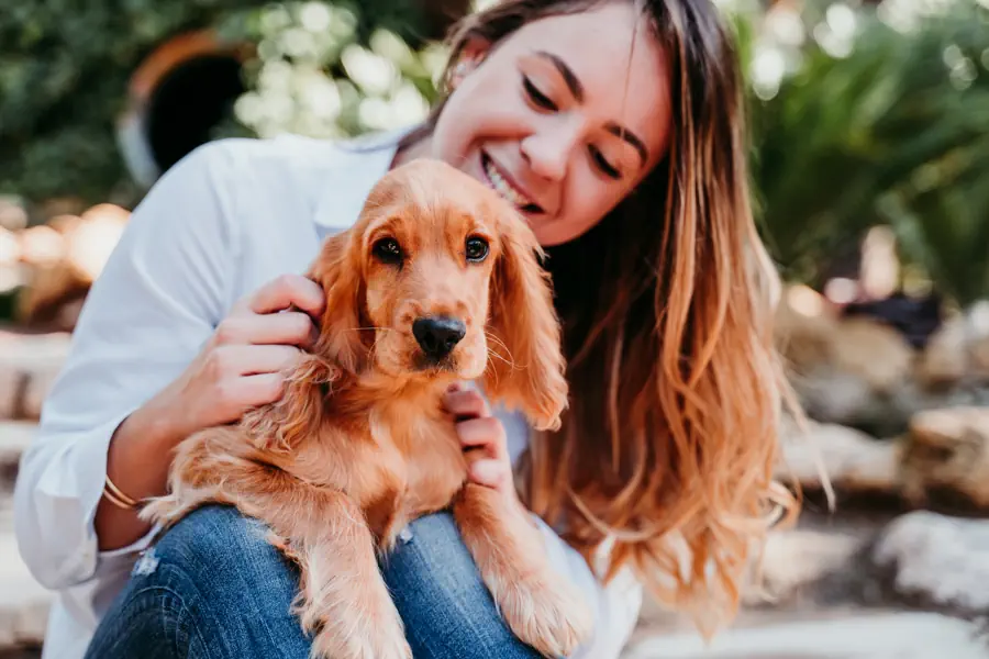 Medium Dog for beginners- Cocker Spaniel