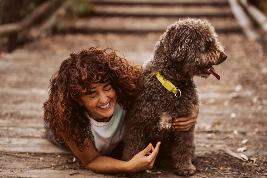 Medium Dog for beginners- Standard poodle
