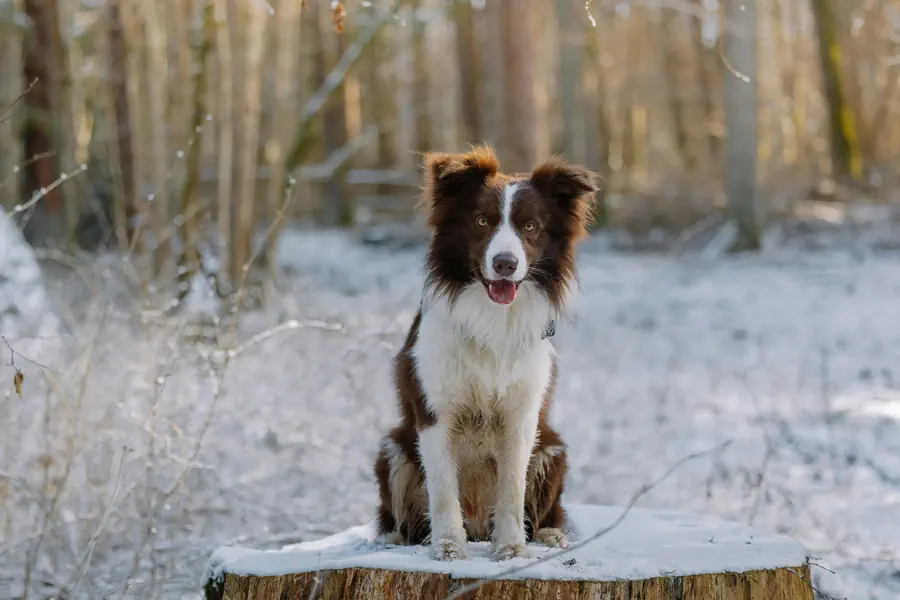 Medium-Sized Friendly Dog Breed- Border Collie