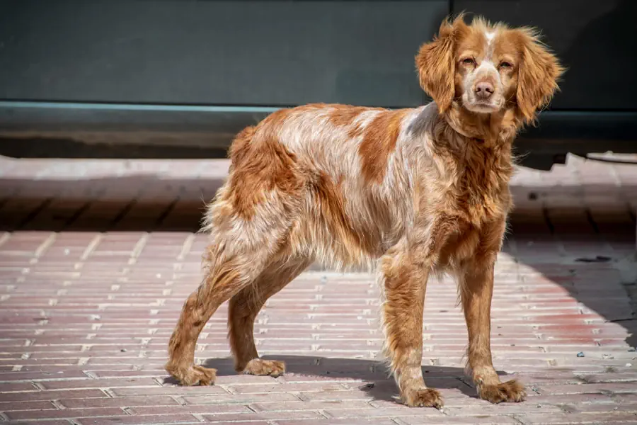 Medium-Sized Friendly Dog Breed- Cocker Spaniel