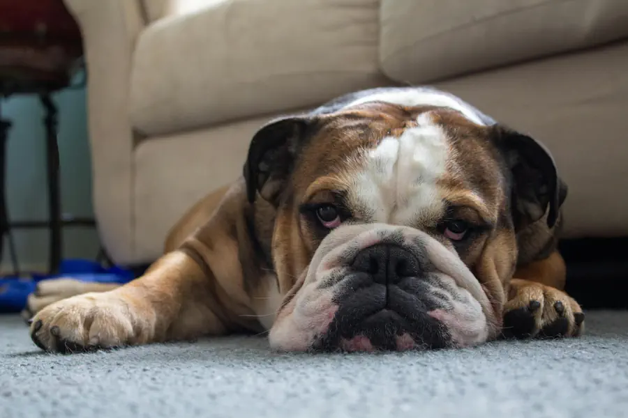 Medium-Sized Friendly Dog Breed- English Bulldog