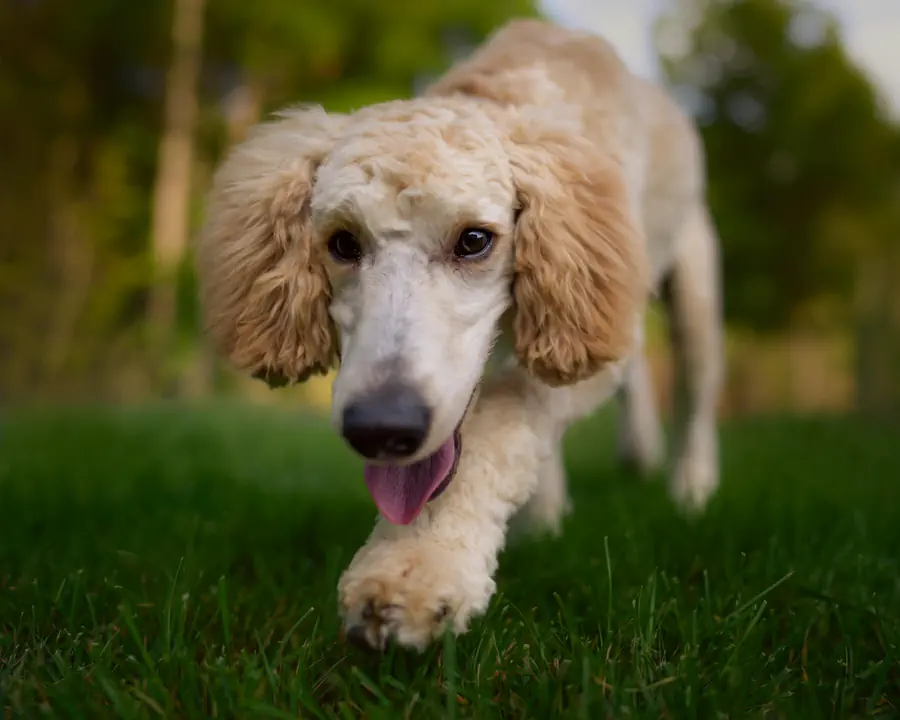 Medium-Sized Friendly Dog Breed- Standard Poodle