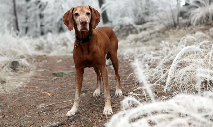 Medium-Sized Friendly Dog Breed- Viszla