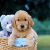 Image of Mindie, a Golden Retriever puppy