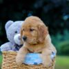 Image of Mindie, a Golden Retriever puppy