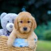 Image of Mindie, a Golden Retriever puppy