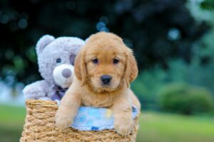 Image of Mindie, a Golden Retriever puppy