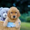 Image of Mindie, a Golden Retriever puppy