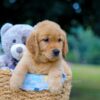 Image of Mindie, a Golden Retriever puppy