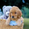 Image of Mindie, a Golden Retriever puppy