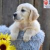 Image of Nala, a Golden Retriever puppy