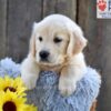 Image of Nala, a Golden Retriever puppy