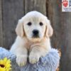 Image of Nala, a Golden Retriever puppy