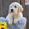 Image of Nala, a Golden Retriever puppy