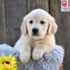 Image of Nala, a Golden Retriever puppy