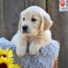 Image of Nala, a Golden Retriever puppy