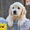 Image of Nala, a Golden Retriever puppy