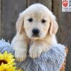 Image of Nala, a Golden Retriever puppy