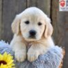 Image of Nala, a Golden Retriever puppy