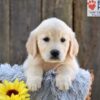 Image of Nala, a Golden Retriever puppy