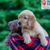 Image of Nash, a Golden Retriever puppy