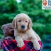 Image of Nash, a Golden Retriever puppy