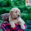 Image of Nash, a Golden Retriever puppy