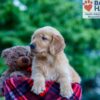 Image of Nash, a Golden Retriever puppy