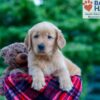 Image of Nash, a Golden Retriever puppy