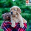 Image of Nash, a Golden Retriever puppy