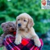 Image of Nash, a Golden Retriever puppy