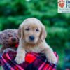 Image of Nash, a Golden Retriever puppy