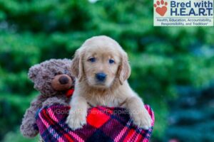 Image of Nash, a Golden Retriever puppy