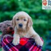 Image of Nash, a Golden Retriever puppy