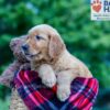 Image of Nemo, a Golden Retriever puppy