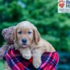 Image of Nemo, a Golden Retriever puppy