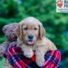 Image of Nemo, a Golden Retriever puppy