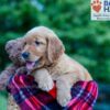 Image of Nemo, a Golden Retriever puppy