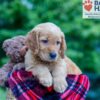 Image of Nemo, a Golden Retriever puppy