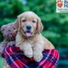Image of Nemo, a Golden Retriever puppy
