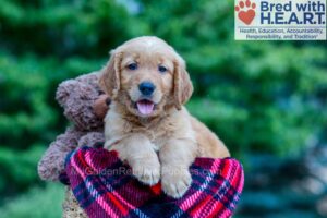 Image of Nemo, a Golden Retriever puppy