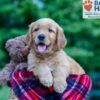 Image of Nemo, a Golden Retriever puppy