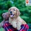 Image of Nemo, a Golden Retriever puppy